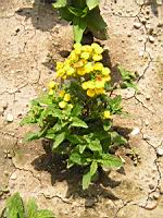 Bouquet D'or - Calceolaria Integrifolia (fam Scrophulariacees) (1) (Photo F. Mrugala)